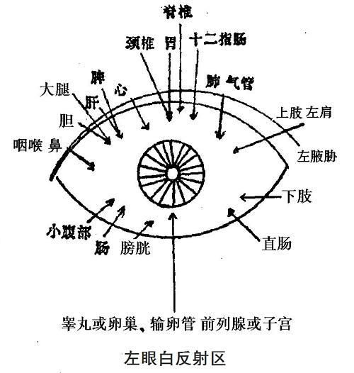 中医诊断神医眼诊图谱