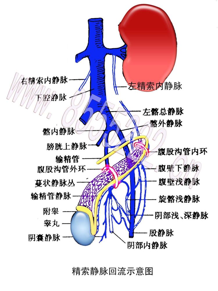 腹股沟管内环图片