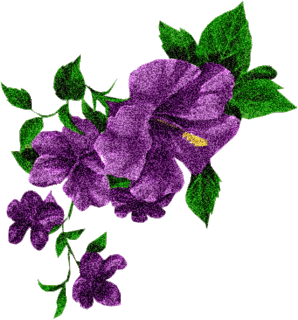 用蛋壳鸡蛋作花肥附珍藏版家庭养花25奇招