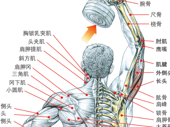 胳膊筋的分布图图片