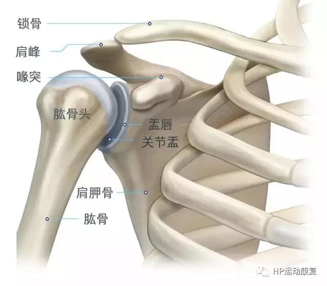 首先要明确肩关节是复合关节~~是由盂肱关节,肩胛胸廓关节,肩锁关节