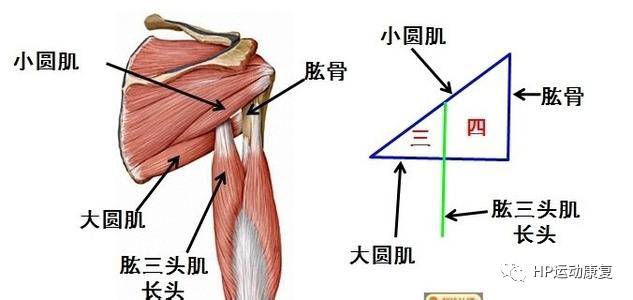 肱二头肌,肱三头肌(长头),喙肱肌,前锯肌,背阔肌再来简单回顾下肩关节