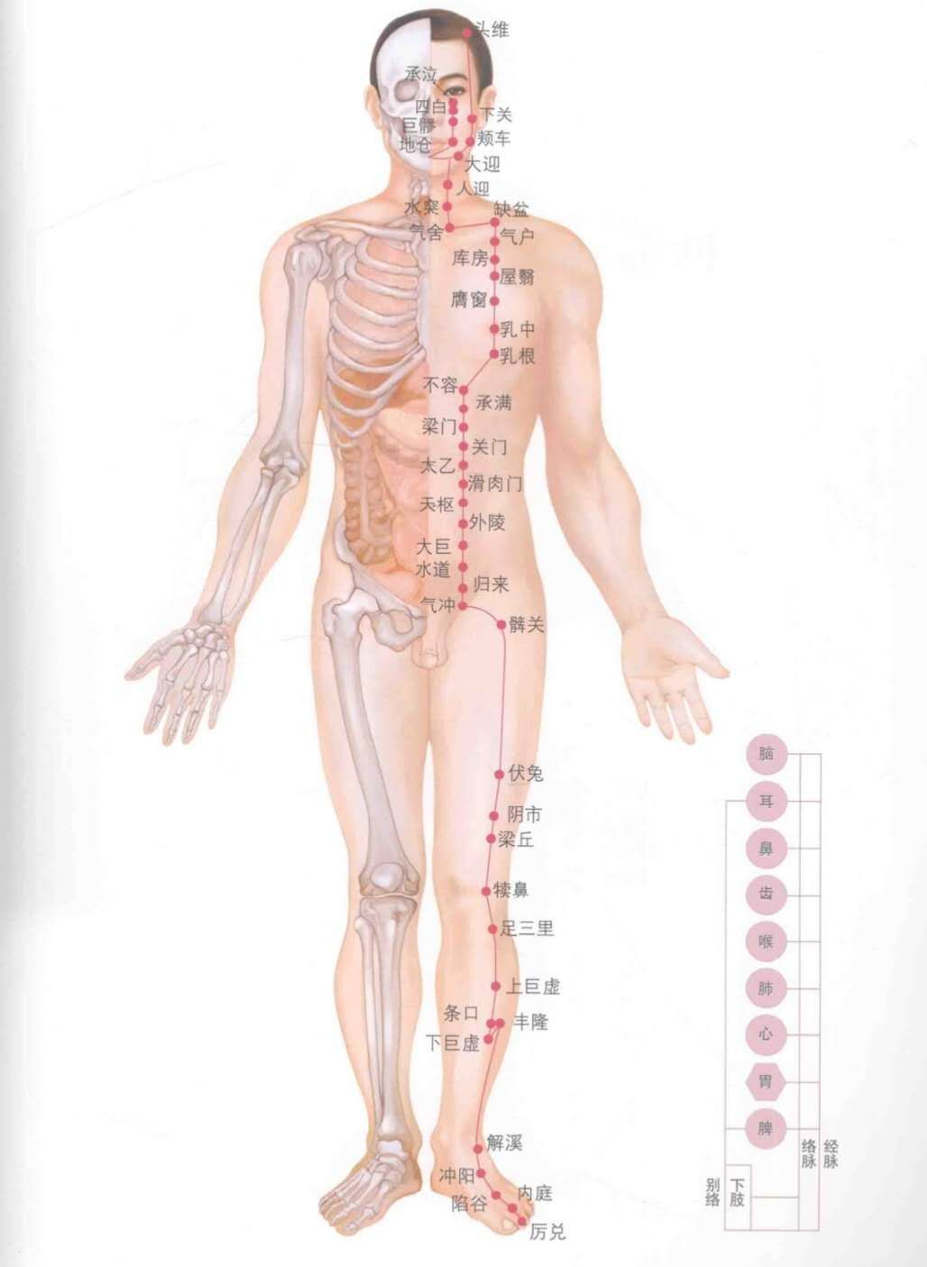 超讚人體十四經絡圖譜速記歌訣