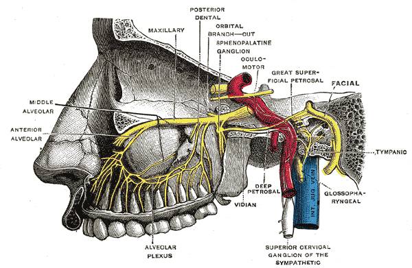 翼管解剖图片