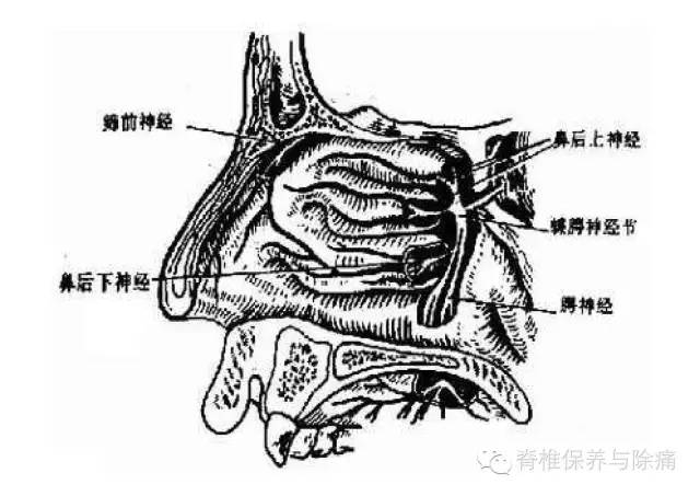 蝶腭神经节解剖图图片