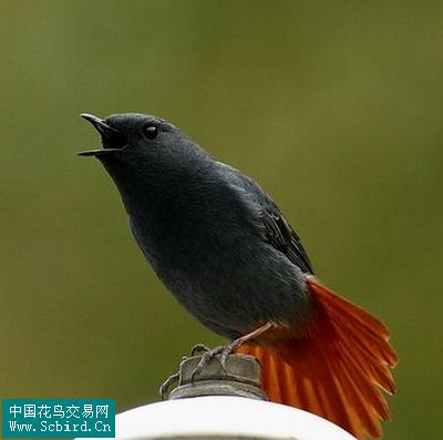 雀形目鳥類圖譜大全:388張圖