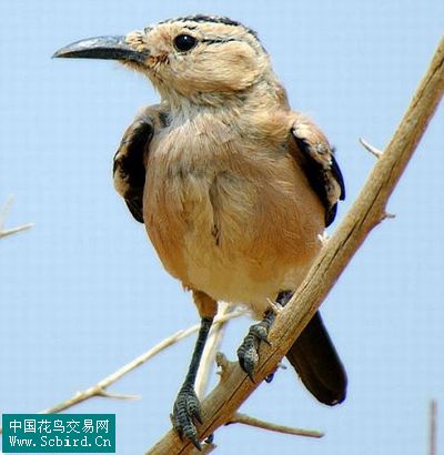 雀形目鳥類圖譜大全:388張圖