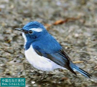 雀形目鳥類圖譜大全:388張圖