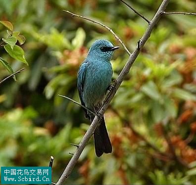 雀形目鳥類圖譜大全:388張圖