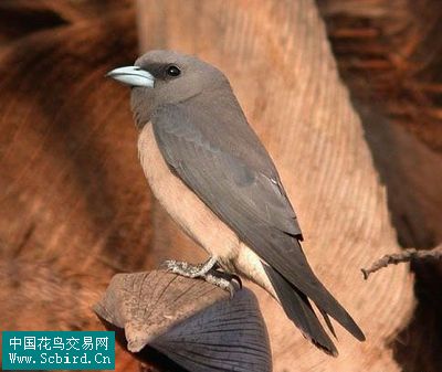 雀形目鳥類圖譜大全:388張圖