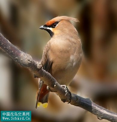 雀形目鳥類圖譜大全:388張圖