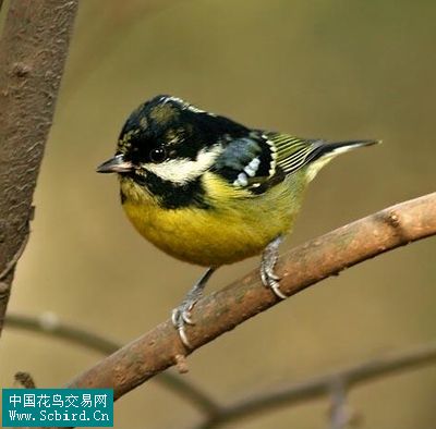 雀形目鳥類圖譜大全:388張圖