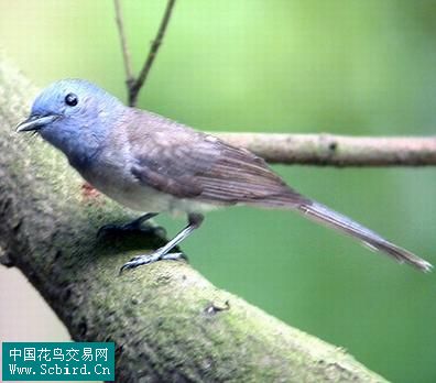 雀形目鳥類圖譜大全:388張圖