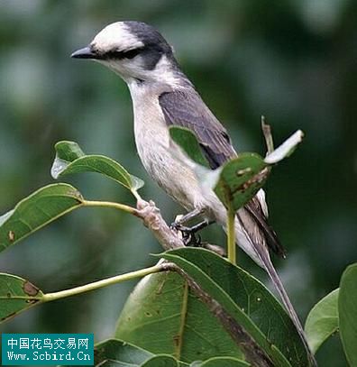 雀形目鸟类图谱大全:388张图