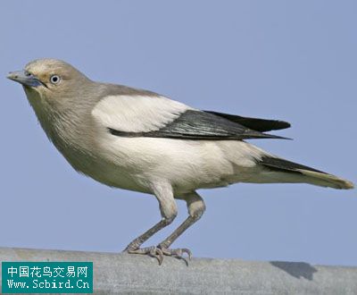 雀形目鳥類圖譜大全:388張圖