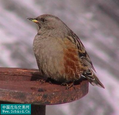 雀形目鳥類圖譜大全:388張圖