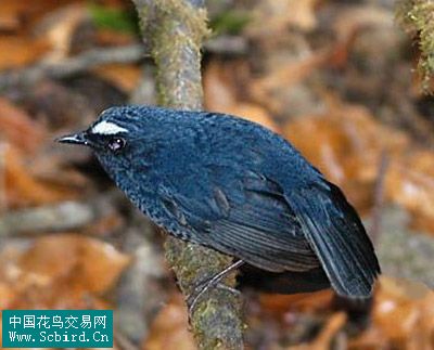 雀形目鳥類圖譜大全:388張圖