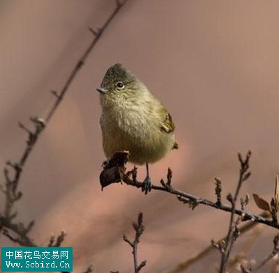 雀形目鳥類圖譜大全:388張圖