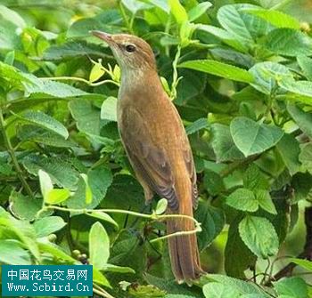 雀形目鸟类图谱大全:388张图