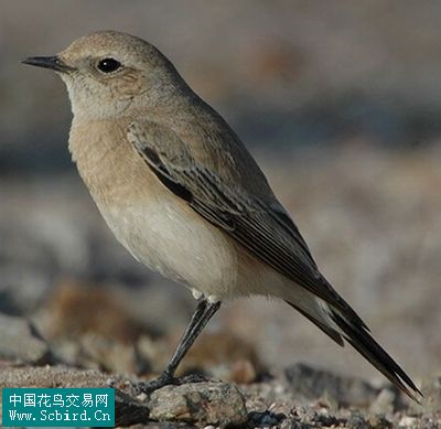 雀形目鳥類圖譜大全:388張圖