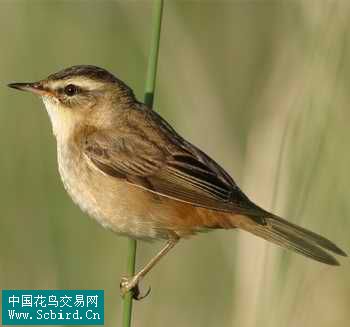 雀形目鳥類圖譜大全:388張圖