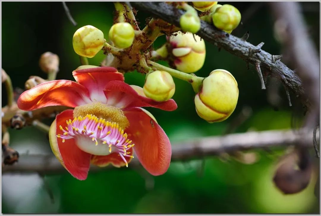 菩提本无树明镜亦非台人生感悟