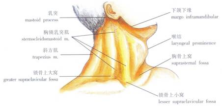 頸部上部以下頜下緣,乳突至枕外粗隆的連線與頭面部分界,下部以胸骨頸