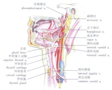 颈部应用解剖