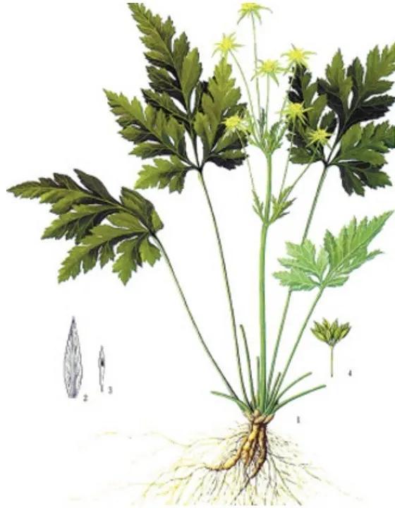 本草纲目故事黄连治疗眼疾