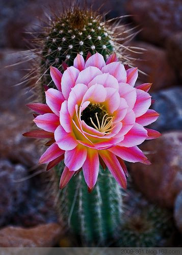 惊艳的仙人掌花真漂亮