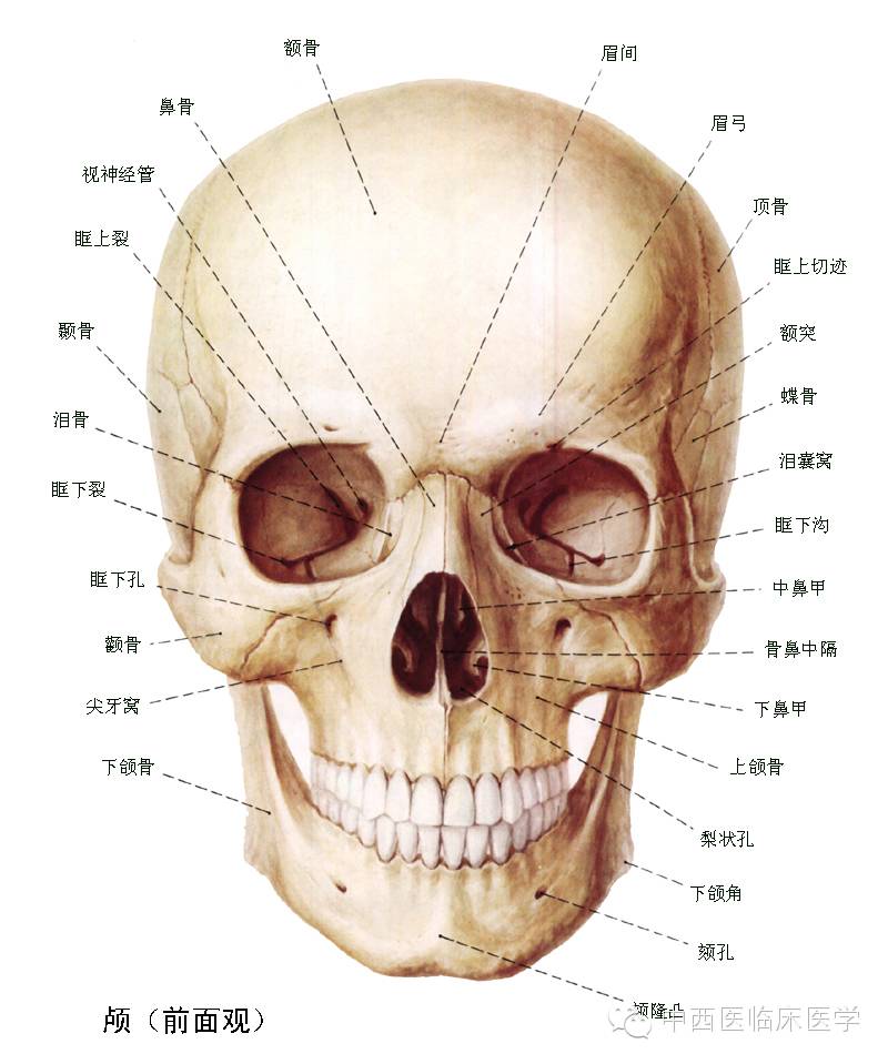 系统解剖学┃运动系统4颅骨