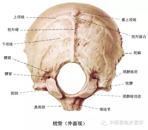 前下部有枕骨大孔,空下方两侧由椭圆形关节面称枕髁,与寰椎相关节.