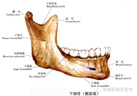 下颌体呈马蹄铁形.