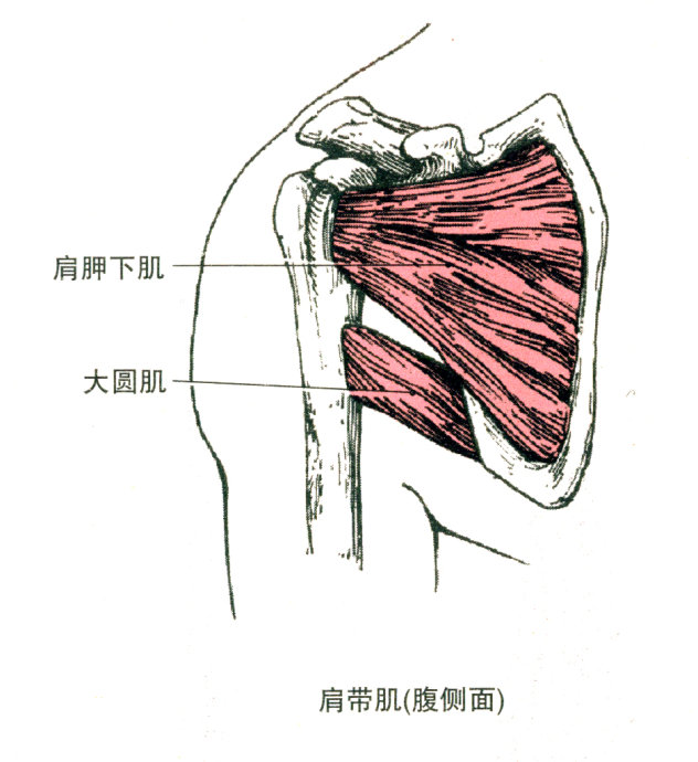 肩袖肌群與大圓肌的解剖