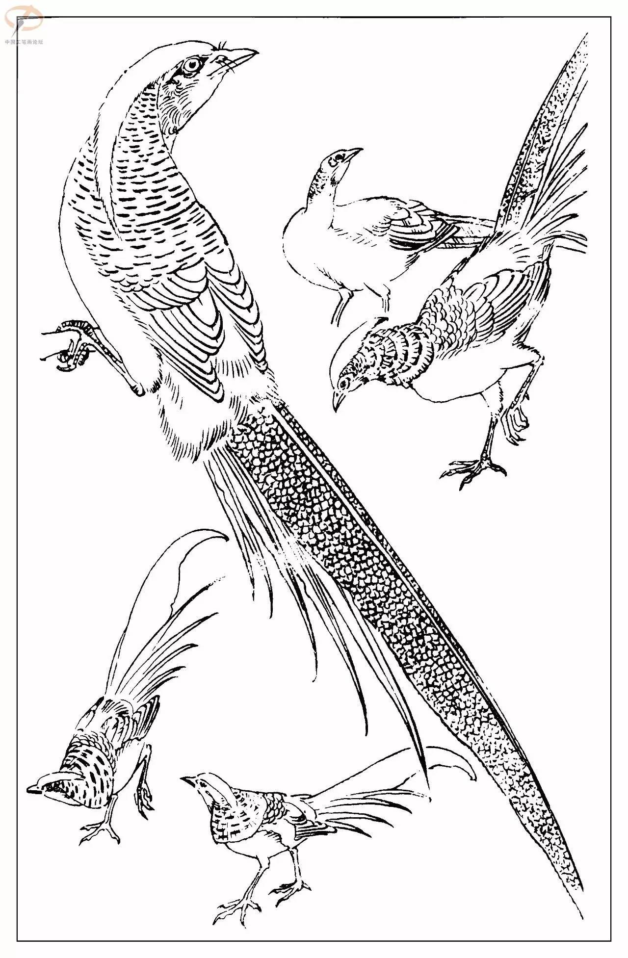 孙其峰著百鸟白描谱二学画必备经典教科书独家