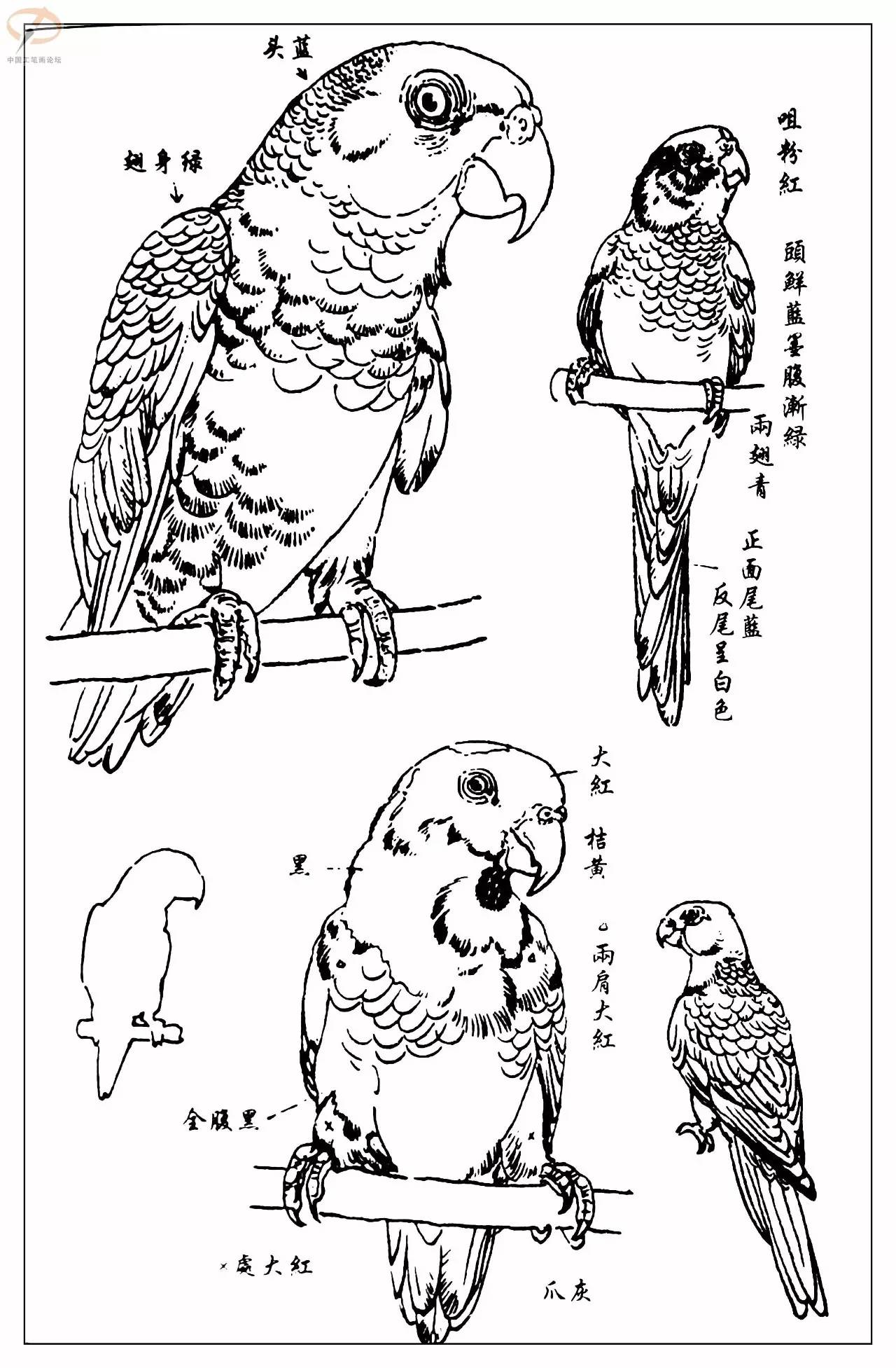 孙其峰著百鸟白描谱二学画必备经典教科书独家