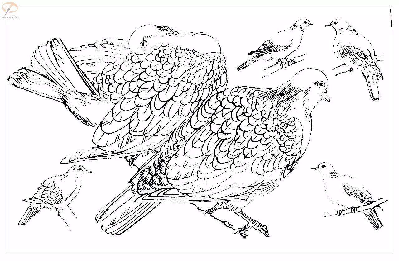 孙其峰著百鸟白描谱二学画必备经典教科书独家