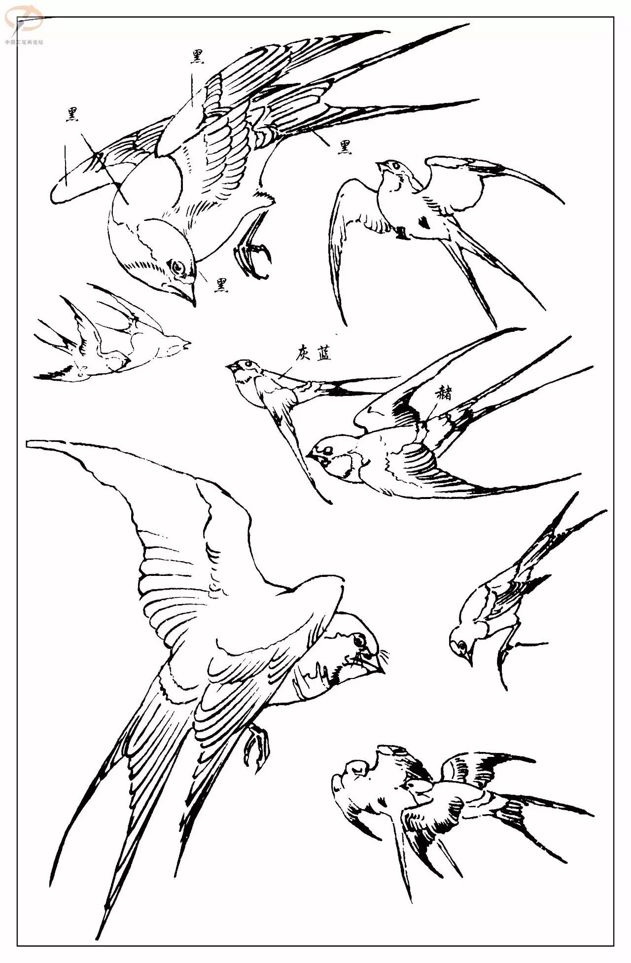 孙其峰著百鸟白描谱二学画必备经典教科书独家