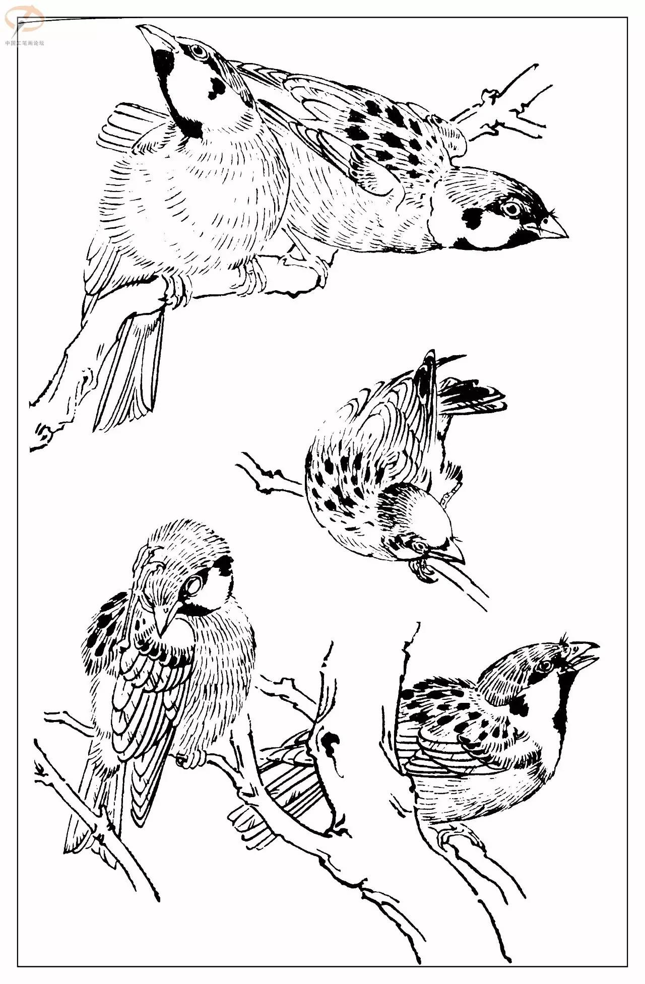 孙其峰著百鸟白描谱二学画必备经典教科书独家