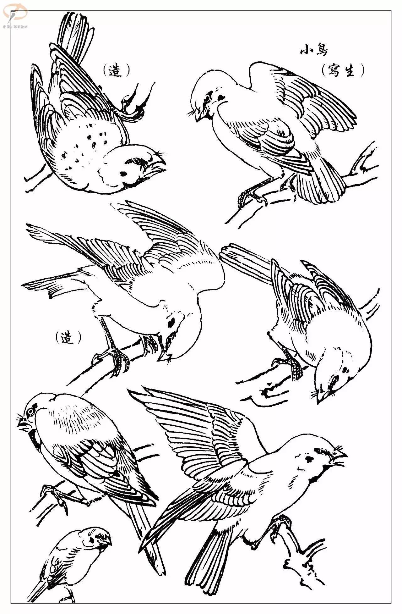 孙其峰著百鸟白描谱二学画必备经典教科书独家