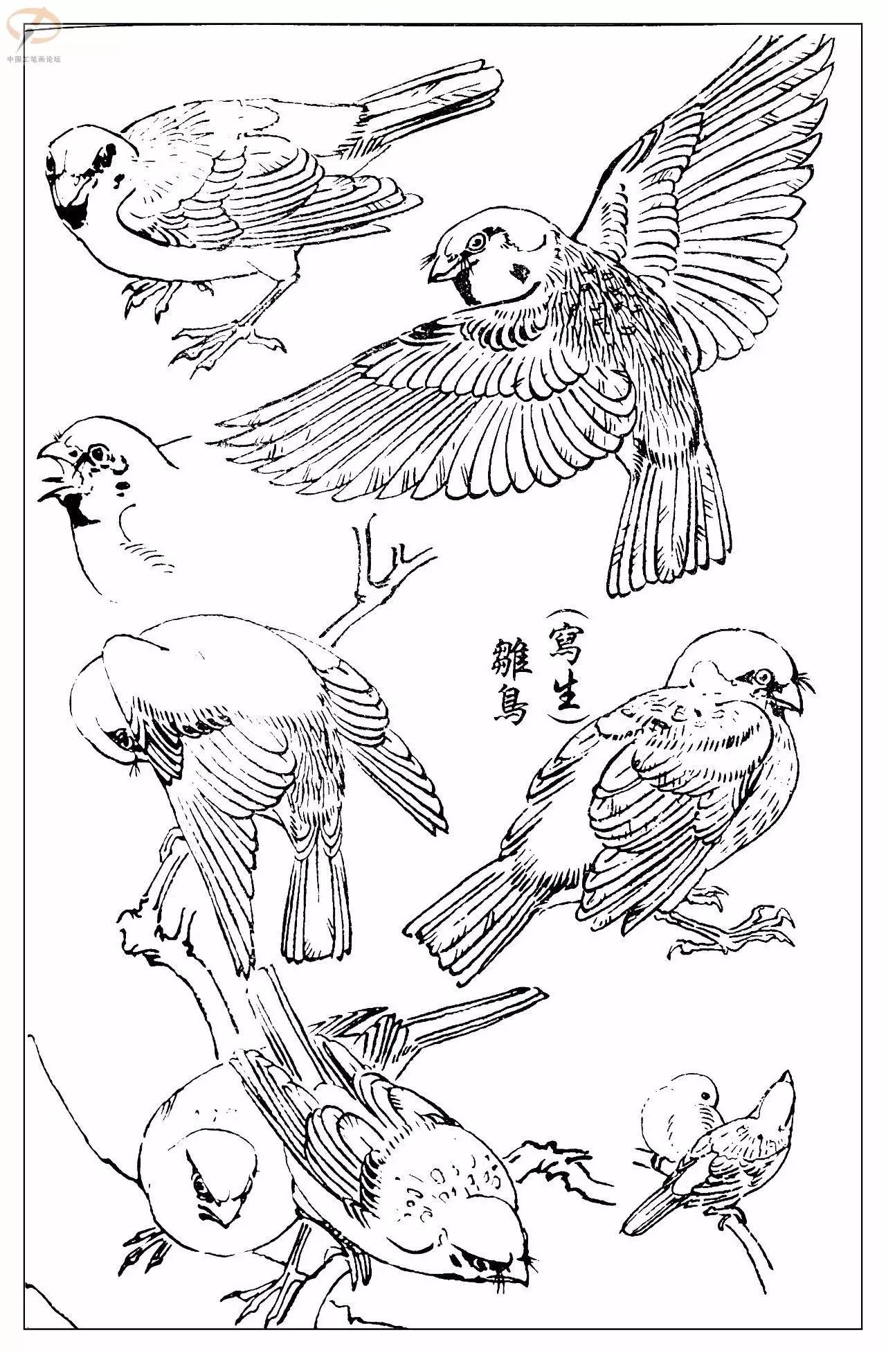 孙其峰著百鸟白描谱二学画必备经典教科书独家
