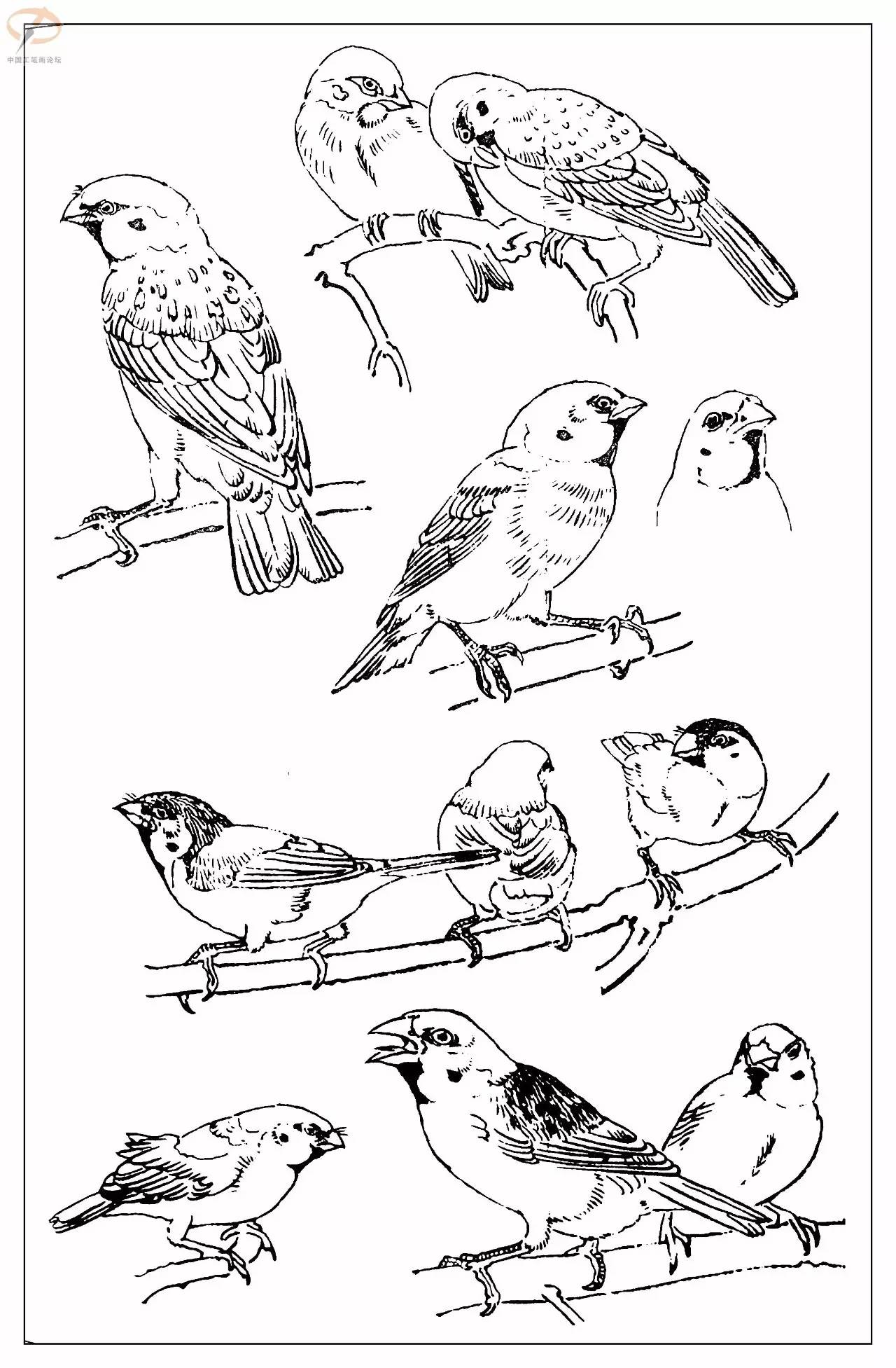孙其峰著百鸟白描谱二学画必备经典教科书独家