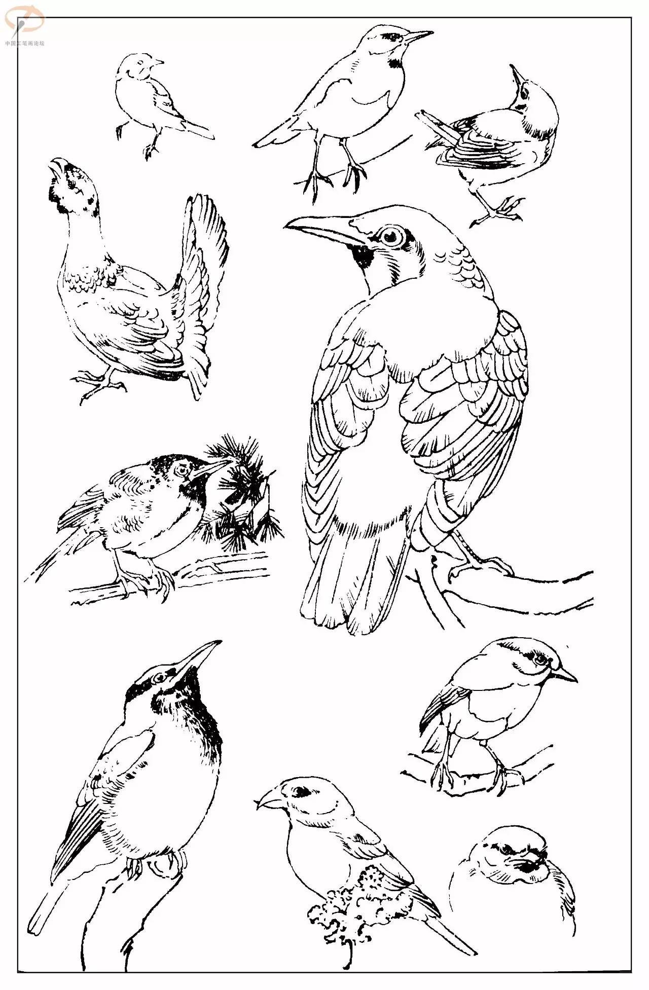 孙其峰著百鸟白描谱二学画必备经典教科书独家