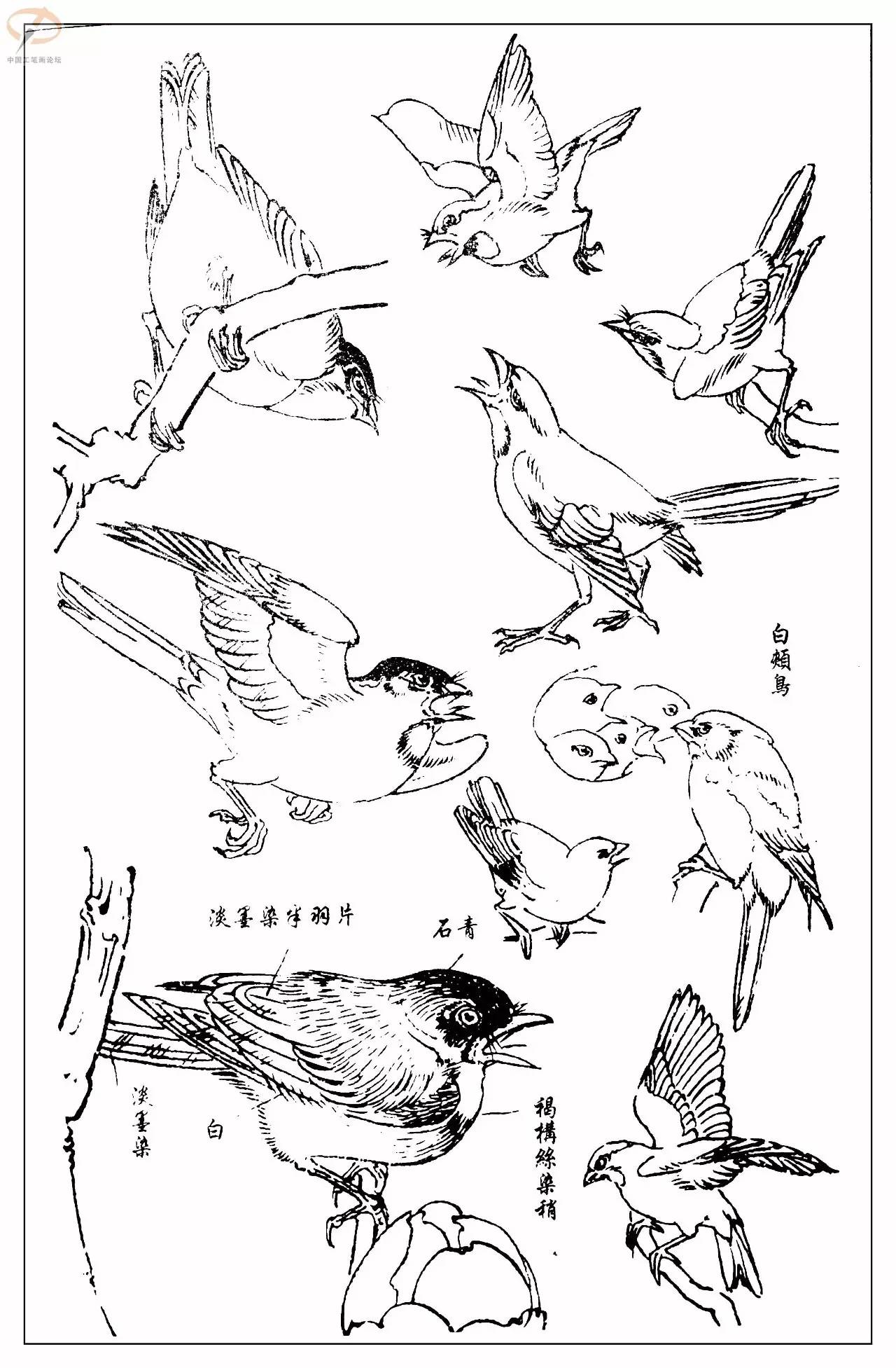 孙其峰著百鸟白描谱二学画必备经典教科书独家