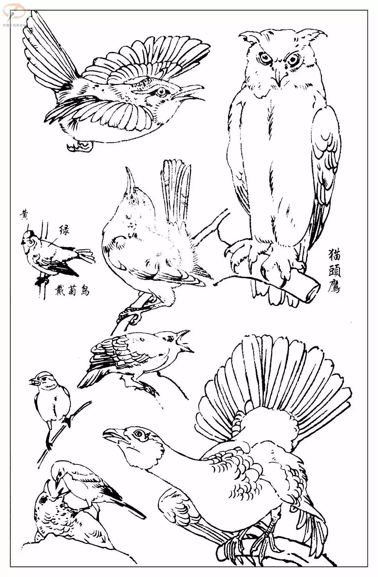 孙其峰著百鸟白描谱二学画必备经典教科书独家