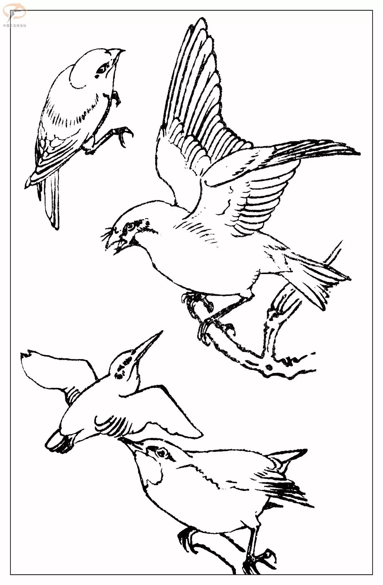 孫其峰著百鳥白描譜二學畫必備經典教科書獨家