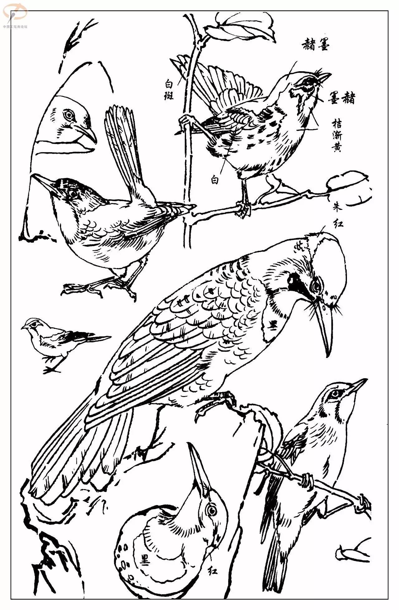 孙其峰著百鸟白描谱二学画必备经典教科书独家