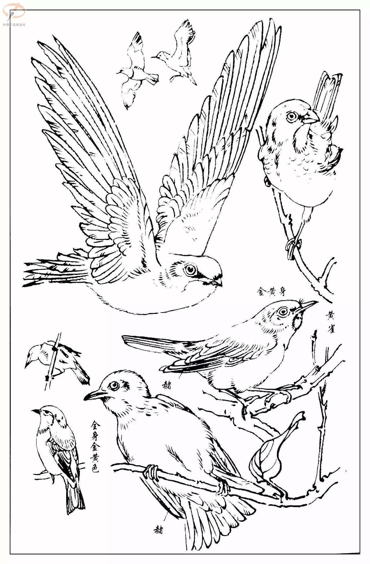孙其峰著百鸟白描谱二学画必备经典教科书独家
