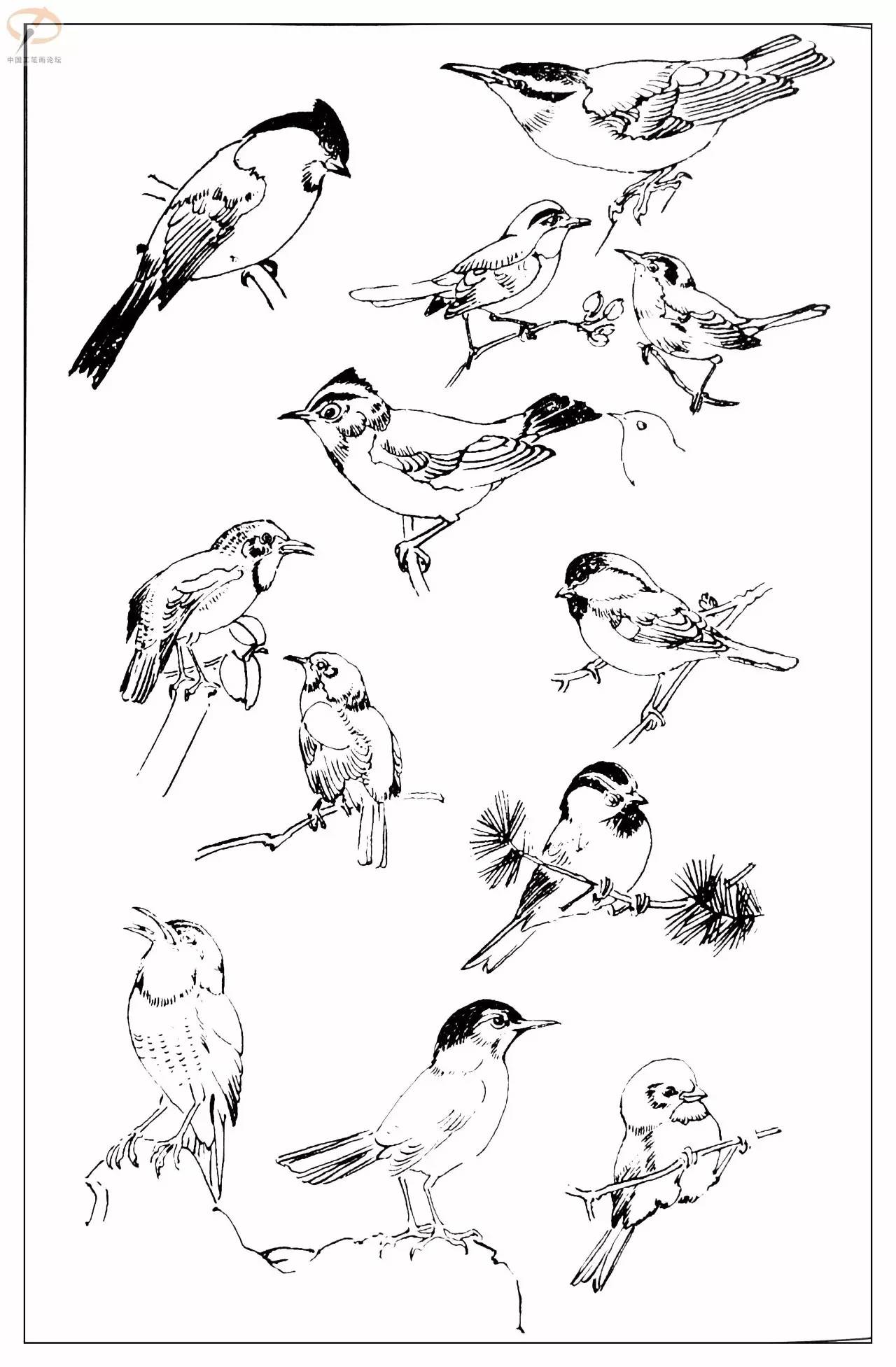 孙其峰著百鸟白描谱二学画必备经典教科书独家