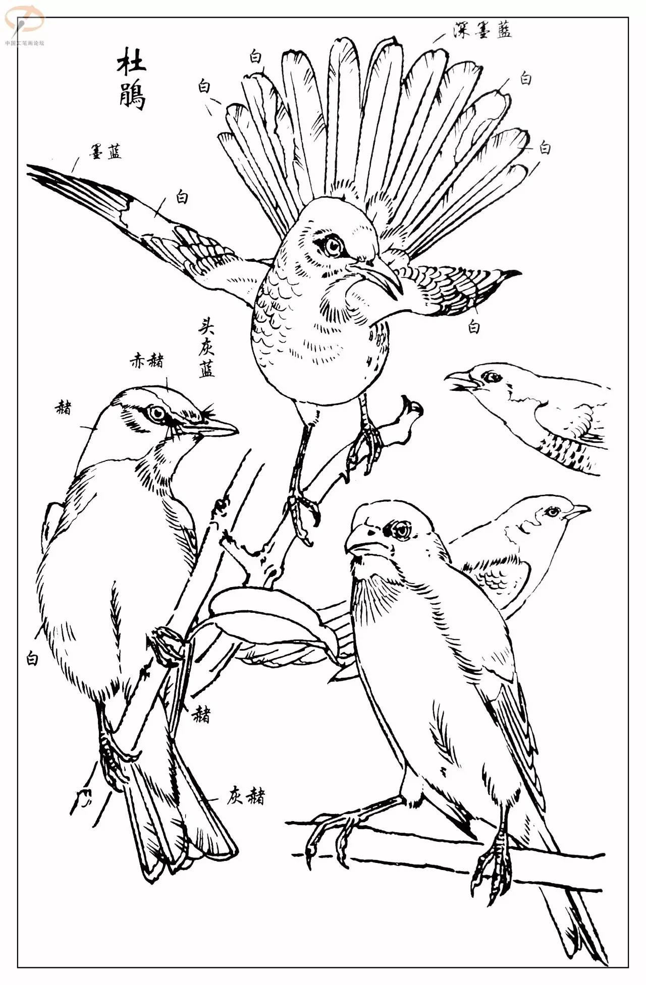 百灵鸟的画法图片
